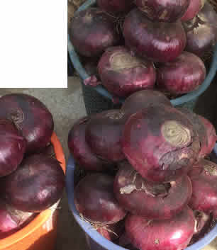 Onions big sizes,  per basket