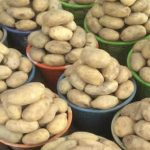 Potatoes _fresh sweet Potatoes  from the farm