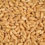 cropped-wheat-6.avif