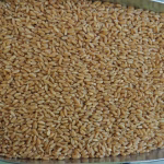 wheat 5